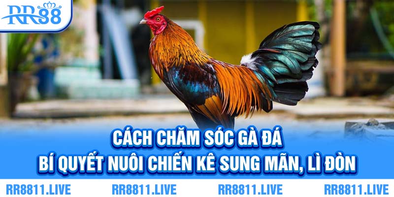 Cách chăm sóc gà đá - Bí quyết nuôi chiến kê sung mãn, lì đòn