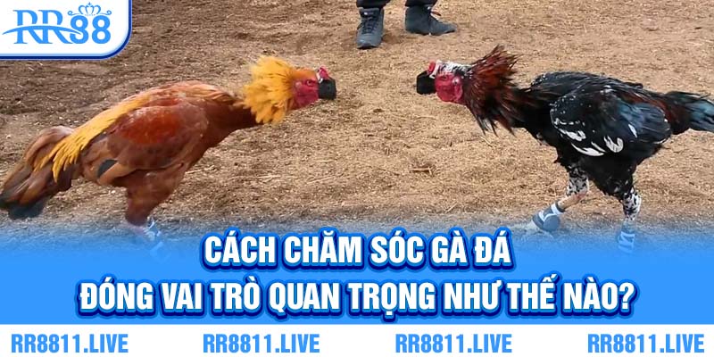 Cách chăm sóc gà đá đóng vai trò quan trọng như thế nào?