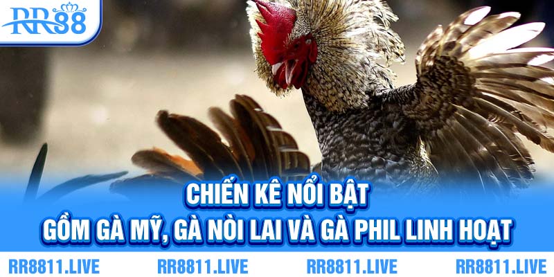 Chiến kê nổi bật gồm gà Mỹ, gà nòi lai và gà Phil linh hoạt