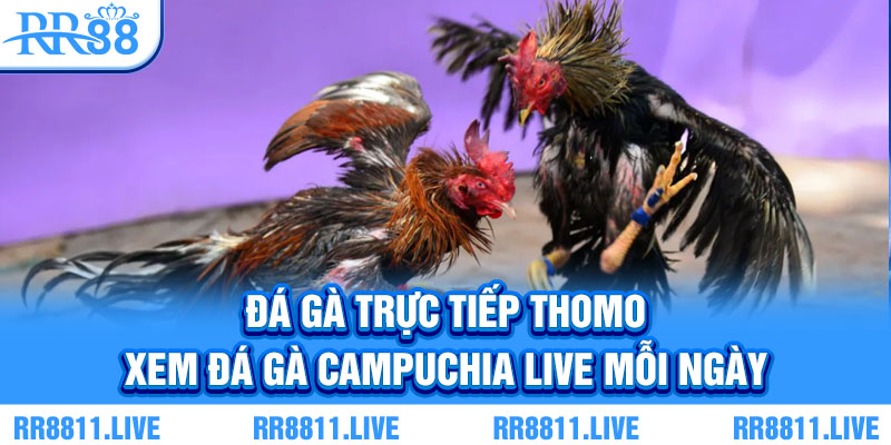 Đá gà trực tiếp Thomo - Xem đá gà campuchia live mỗi ngày