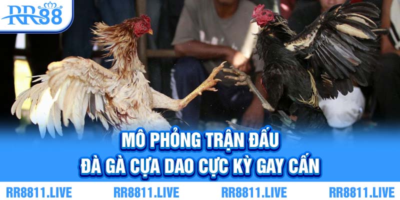 Mô phỏng trận đấu đà gà cựa dao cực kỳ gay cấn